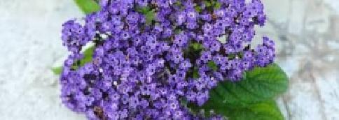 Heliotrope